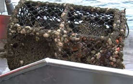 De krabben worden gevangen met potten of korfen